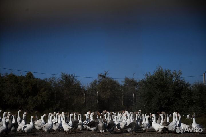 Стадо гусей