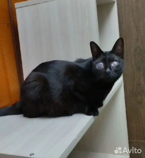 Кошка слепая