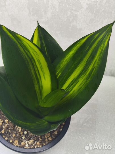 Сансевиерия Ханни Грин Мулд Стриата