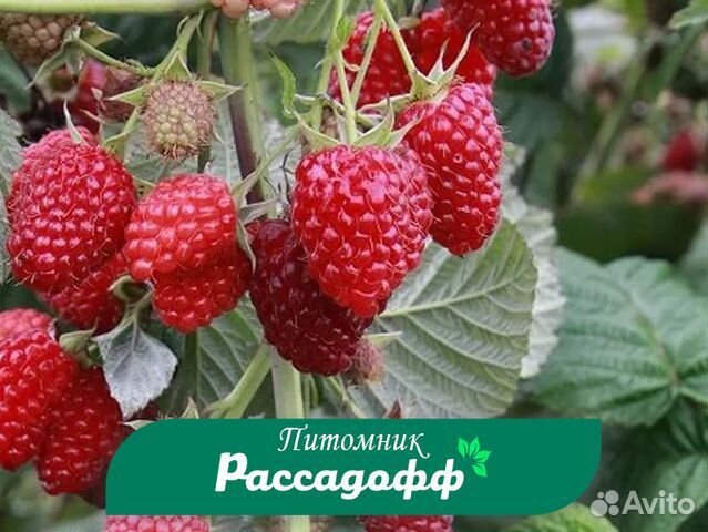 Саженцы малины. Оптом