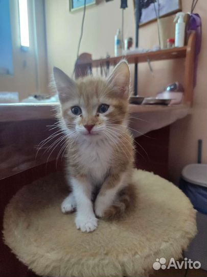 Котенок,котик