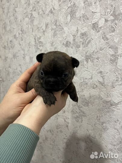 Французский бульдог
