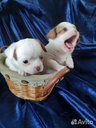 Чихуа и другие породы