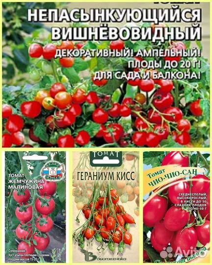 Рассада помидоров томатов