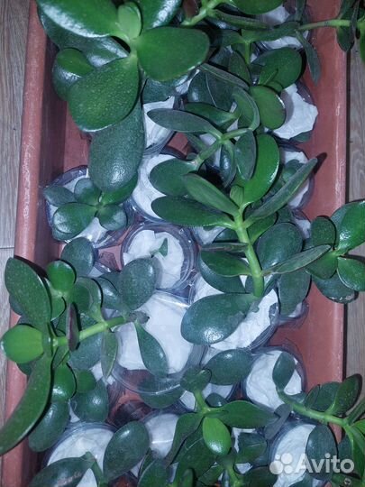 Толстянка (денежное дерево)