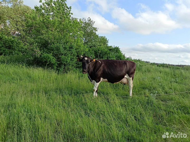 Три коровы дойные и тёлочка 4 месяца на племя