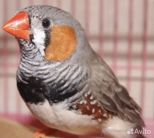 Волнистый попугай, амадины, корелла