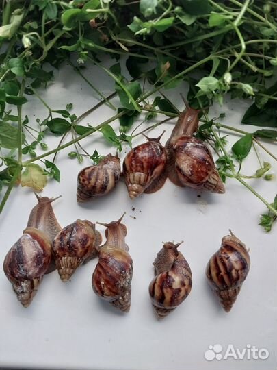 Улитки Африканские отбраковка