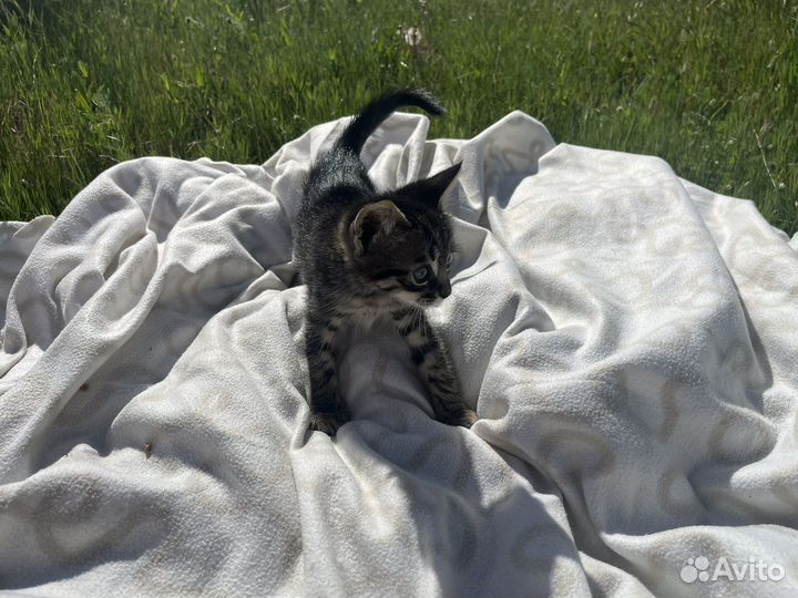 Котята