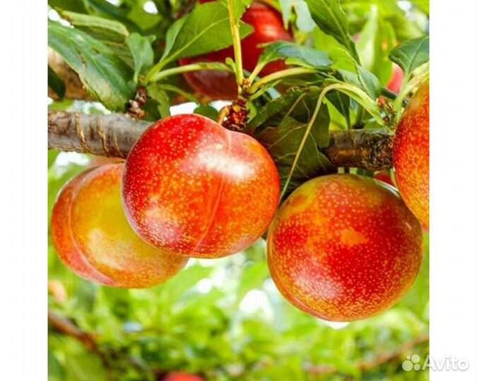 Слива Флавор Супреме /Flavor Supreme/ Саженцы