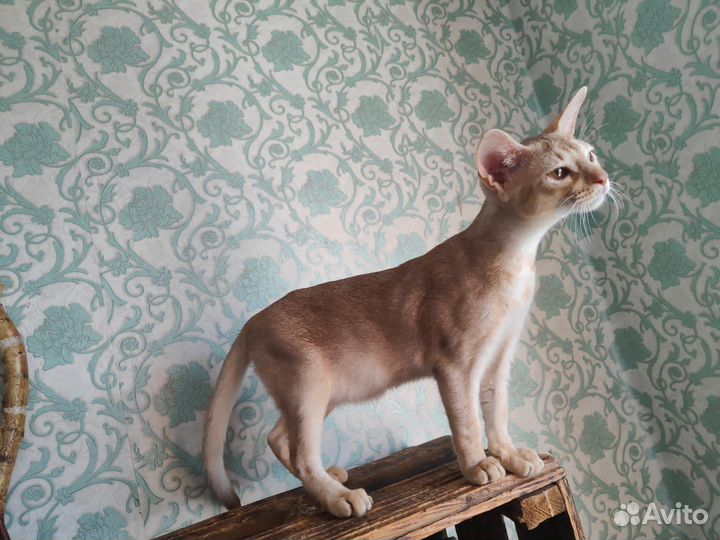 Абиссинский котёнок редкого окраса