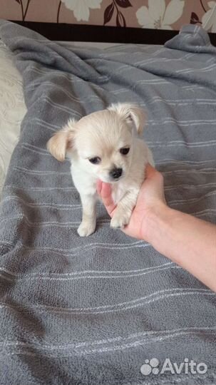 Щенки чихуахуа