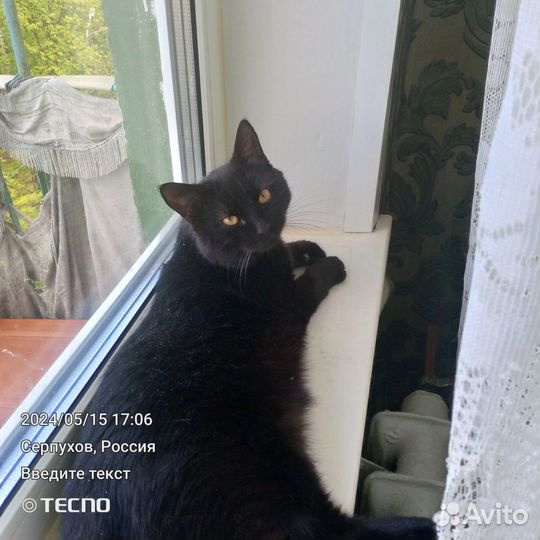 Кот в дар