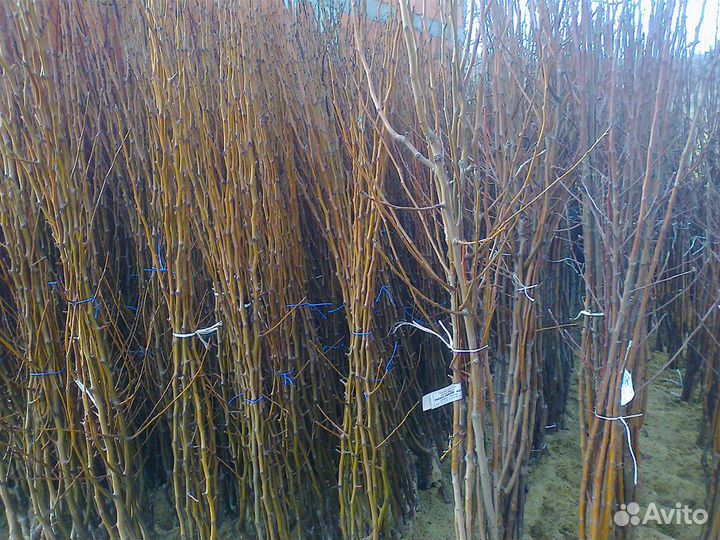 Саженцы плодовых деревьев