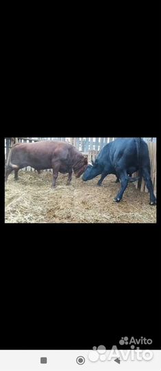 Бычки на докорм