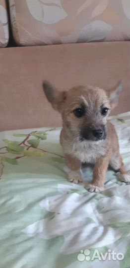 Щенята в добрые руки