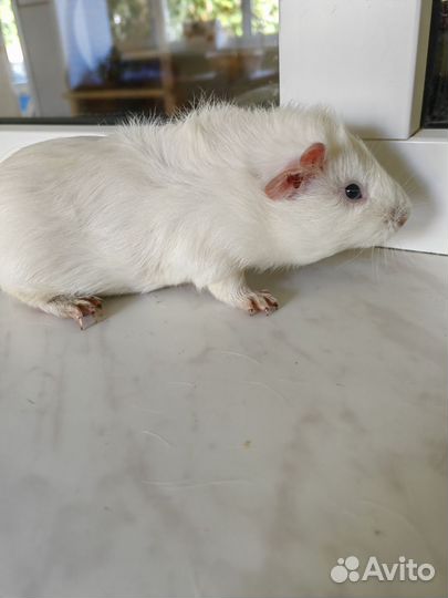 Морская свинка поросенок мальчик