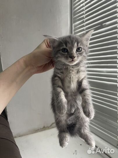 Котята бесплано