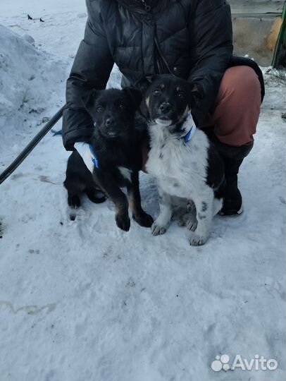 Собака в добрые руки
