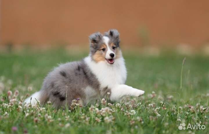 Щеноки шелти