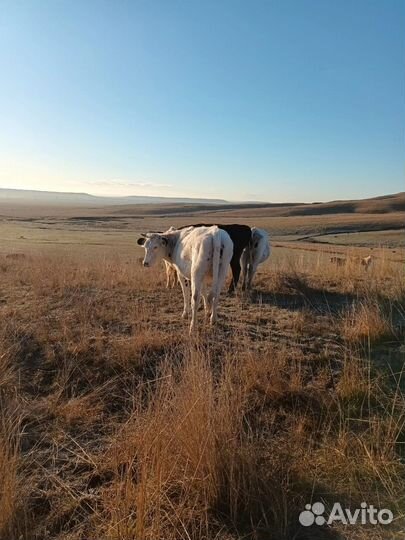 Телки стельные