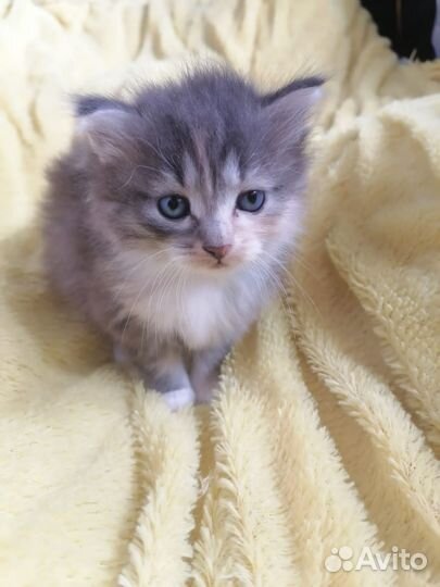 Отдам котенка бесплатно
