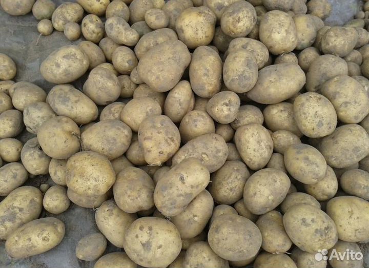 Картофель домашний