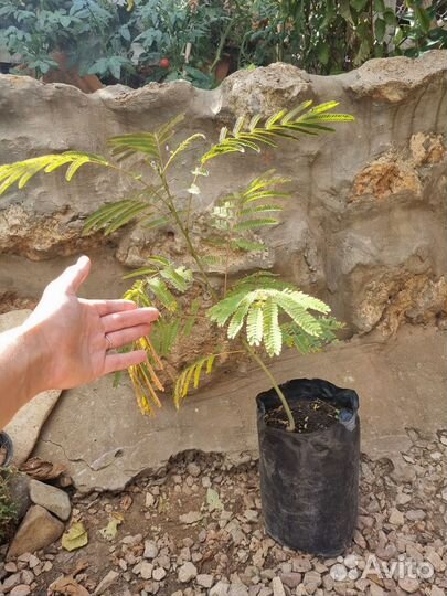 Саженцы ленкоранской акации, альбиции