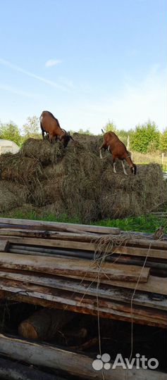 Ищем.Англо нубийского козла
