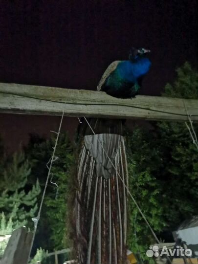 Продам павлинов