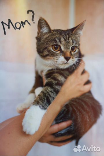 Нежная игривая Лиззи очень контактная и ласковая