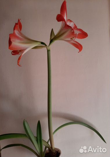 Гиппеаструм