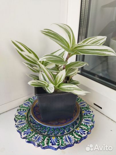 Традесканции