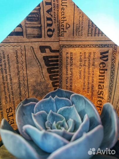 Суккуленты эхеверия