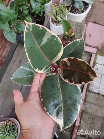 Фикус эластика 'Тинеке'