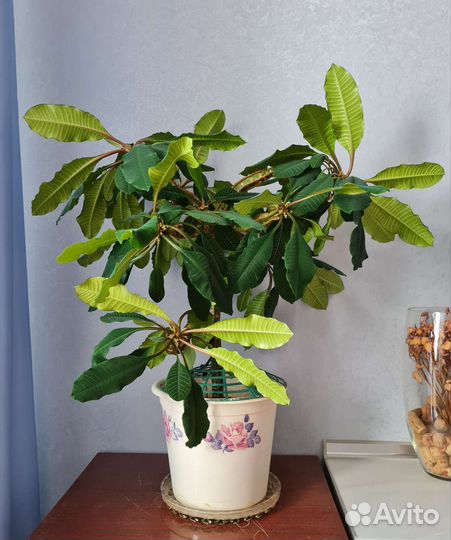 Спацифилиум, молочай, бамбук