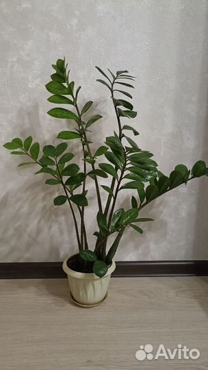 Замиокулькас