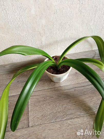 Гиппиаструм, каланхоэ, коладиум, акалифа