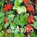 Лианы. Саженцы плюща,девичьего винограда