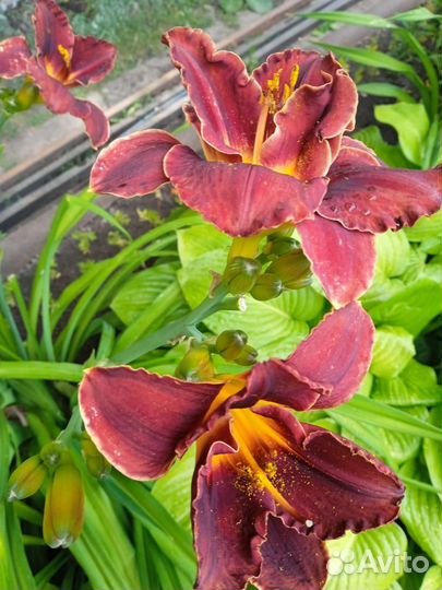 Лилейники сортовые