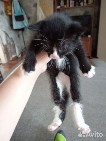 Отдам котят бесплатно