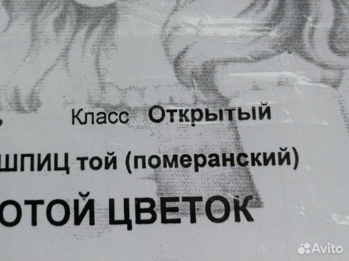 Шпиц вязка