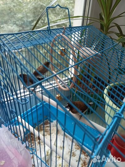 Японские амадины
