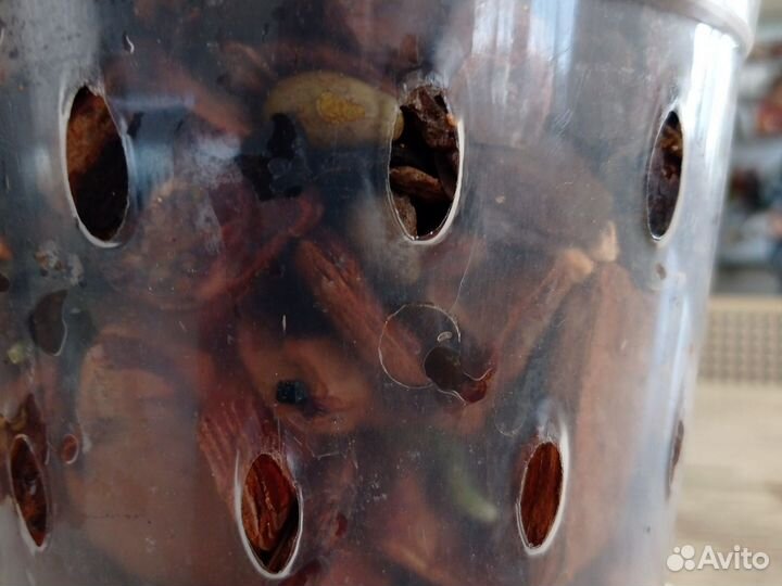 Орхидея фаленопсис мини каода