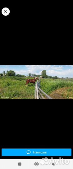 Продам коня