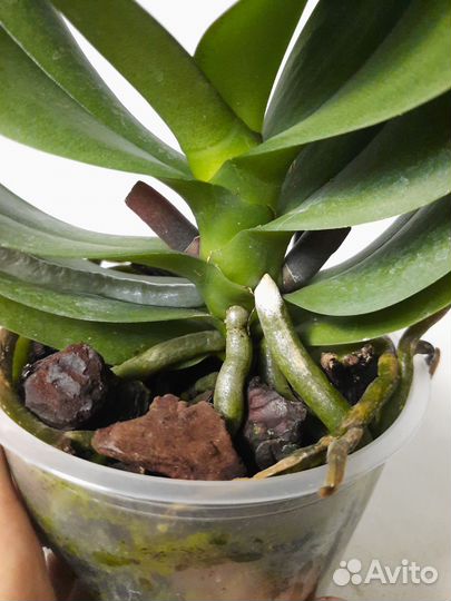 Орхидея биглип