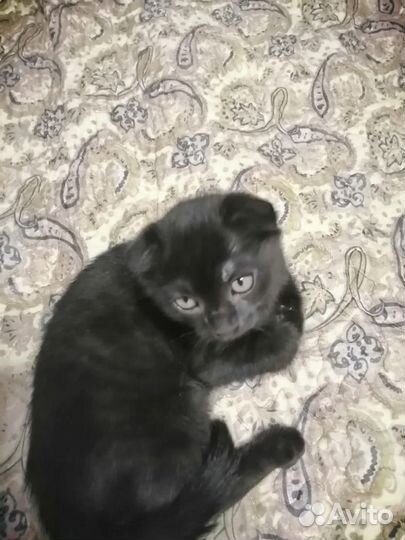Котята метисы от британца