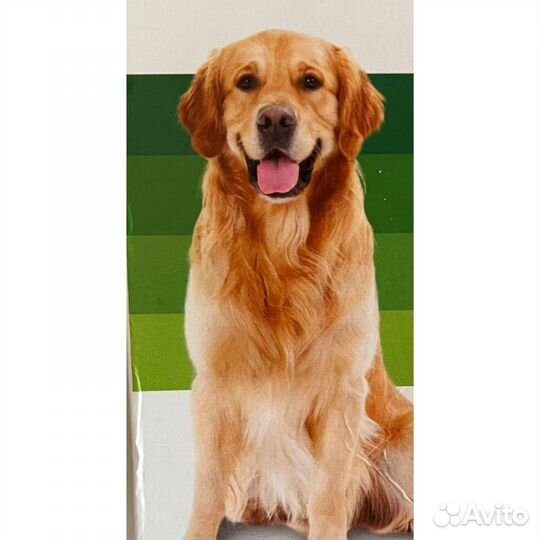 Услуги по обработке собак от клещей