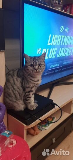 Готова к случке.кошка ищет кота