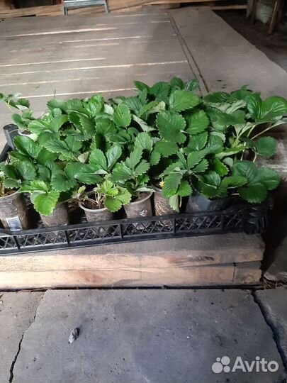 Рассада клубники